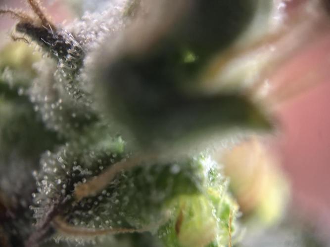 Sleepy Joe Coco Clones. Week 18