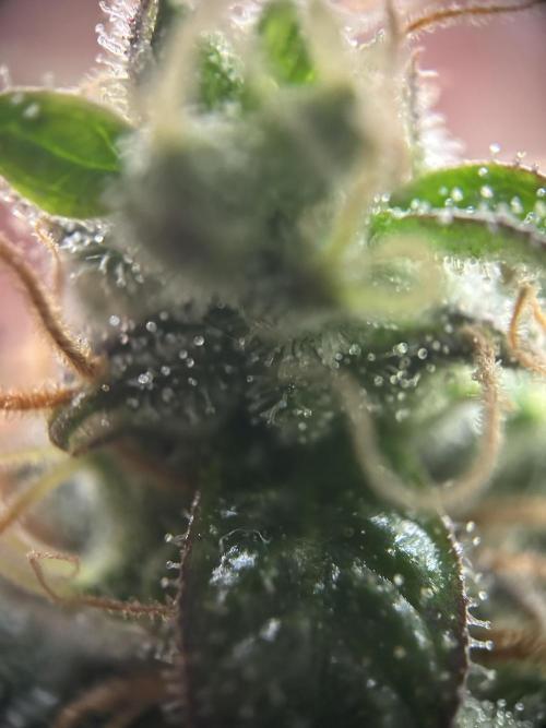 Sleepy Joe Coco Clones. Week 18