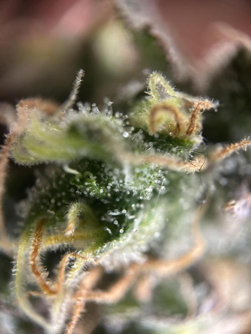 Sleepy Joe Coco Clones. Week 18