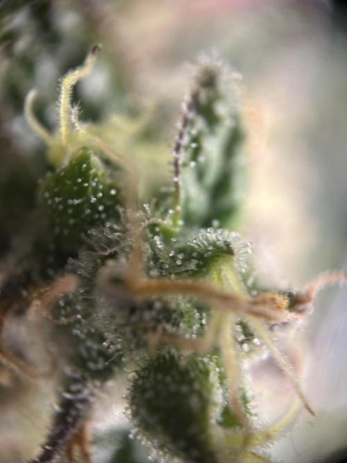 Sleepy Joe Coco Clones. Week 18