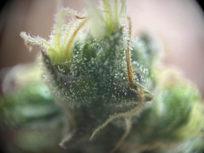 Sleepy Joe Coco Clones. Week 18