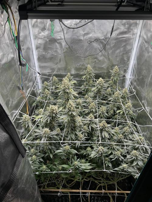 Sleepy Joe Coco Clones. Week 18