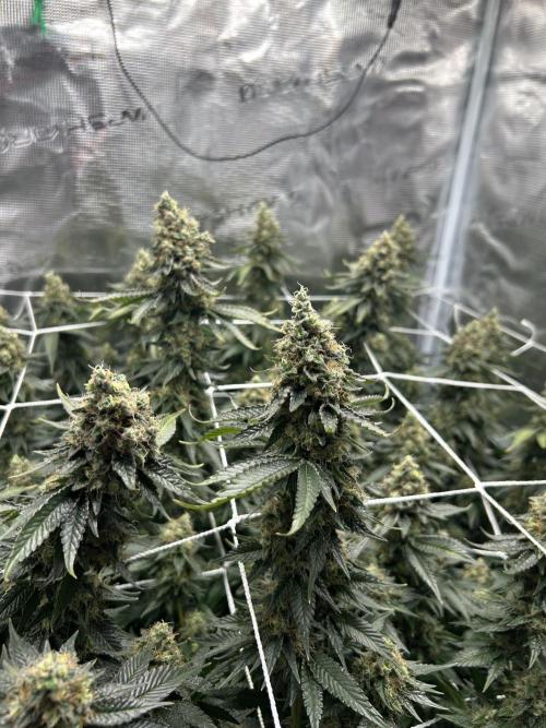 Sleepy Joe Coco Clones. Week 18