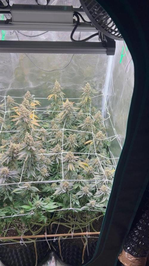 Sleepy Joe Coco Clones