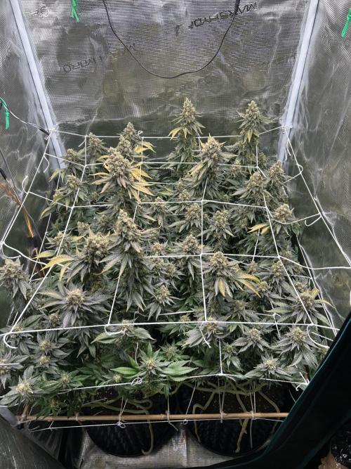 Sleepy Joe Coco Clones. Week 19