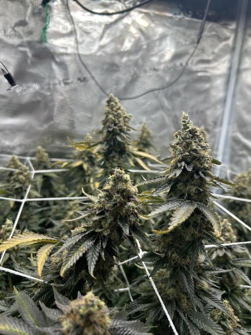 Sleepy Joe Coco Clones. Week 19