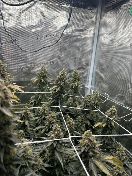 Sleepy Joe Coco Clones. Week 19