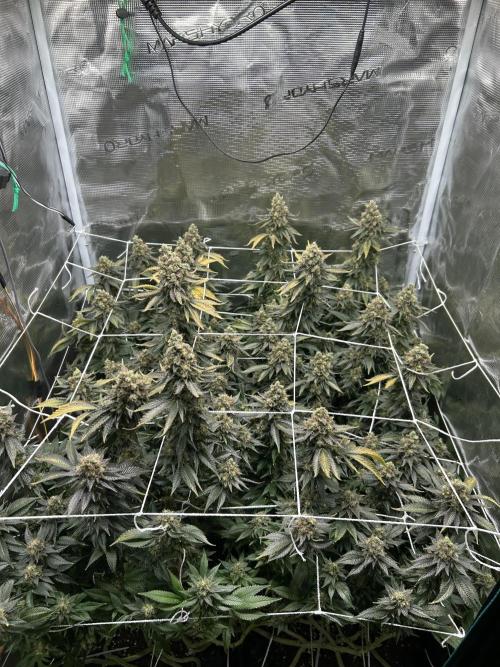 Sleepy Joe Coco Clones. Week 19