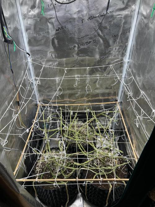 Sleepy Joe Coco Clones. Week 19