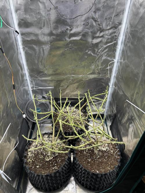 Sleepy Joe Coco Clones. Week 19