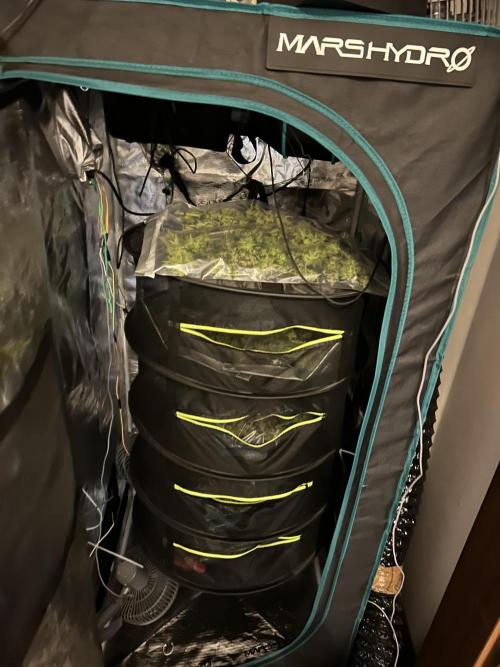 Sleepy Joe Coco Clones. Week 19