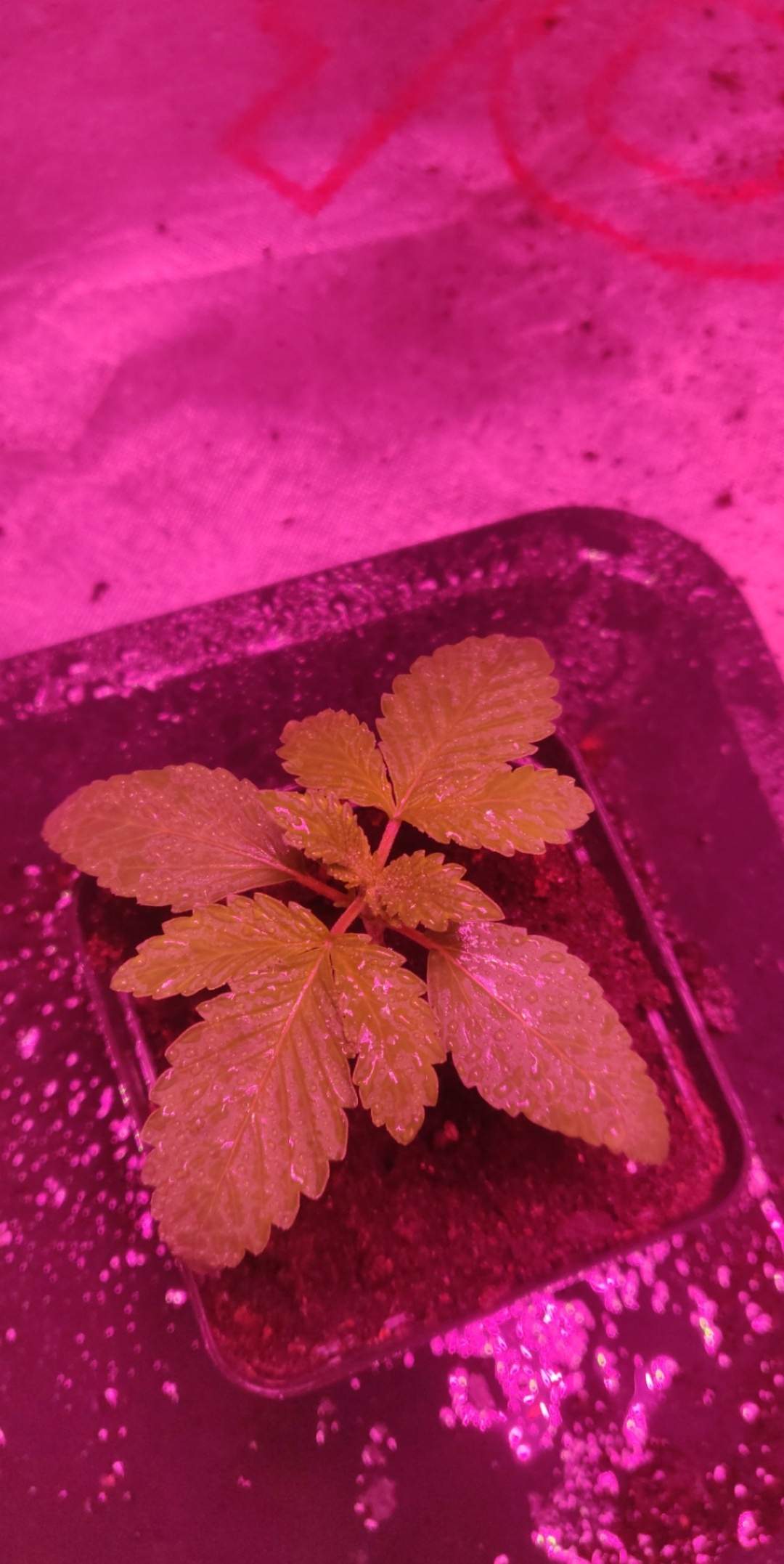 Barney's Farm Pineapple Chunk grow diary (journal) week1 by Southwest0G