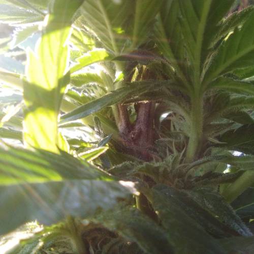 Green Gelato  . Week 15