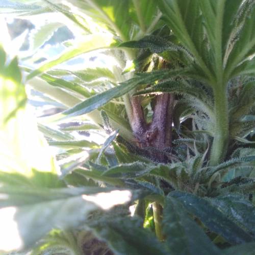 Green Gelato  . Week 15 - here you can see the problem