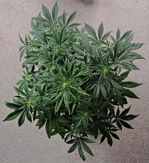 Beloved Zweetness. Week 7 - Day 43