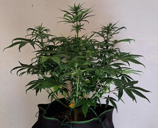 Beloved Zweetness. Week 7 - Day 4