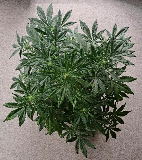 Beloved Zweetness. Week 7 - Day 44