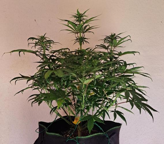 Beloved Zweetness. Week 7 - Day 44