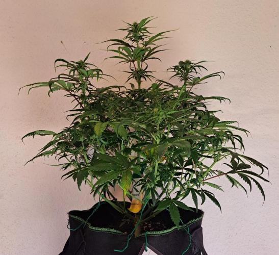 Beloved Zweetness. Week 7 - Day 45