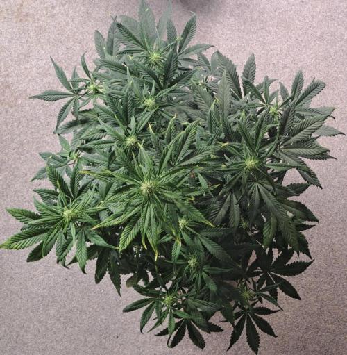 Beloved Zweetness. Week 7 - Day 46