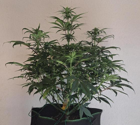 Beloved Zweetness. Week 7 - Day 46