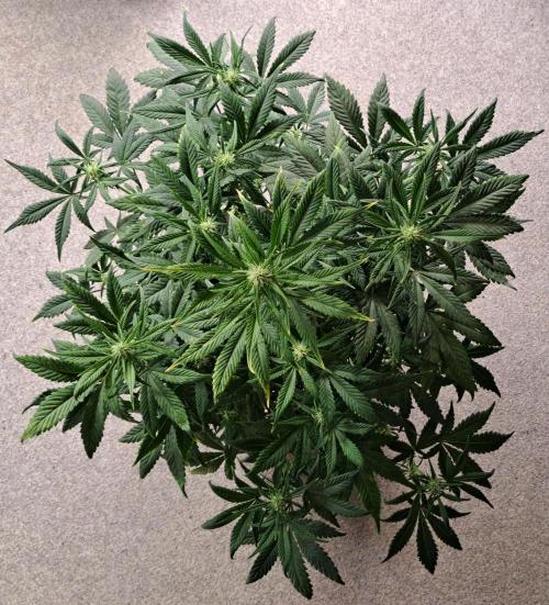 Beloved Zweetness. Week 7 - Day 47