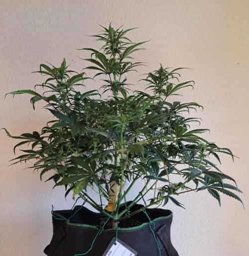 Beloved Zweetness. Week 7 - Day 47