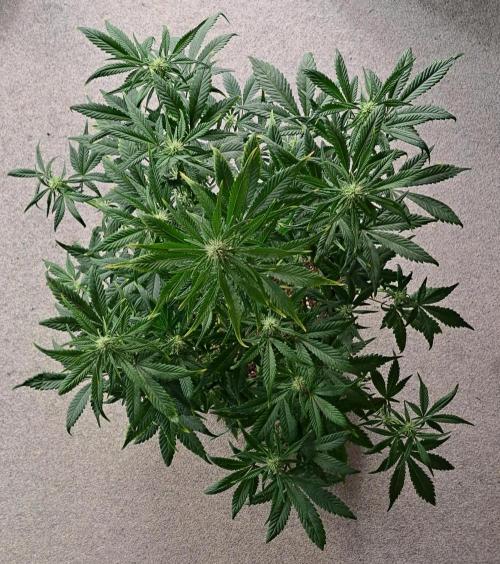 Beloved Zweetness. Week 7 - Day 48