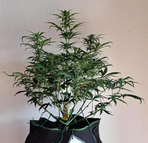 Beloved Zweetness. Week 7 - Day 48