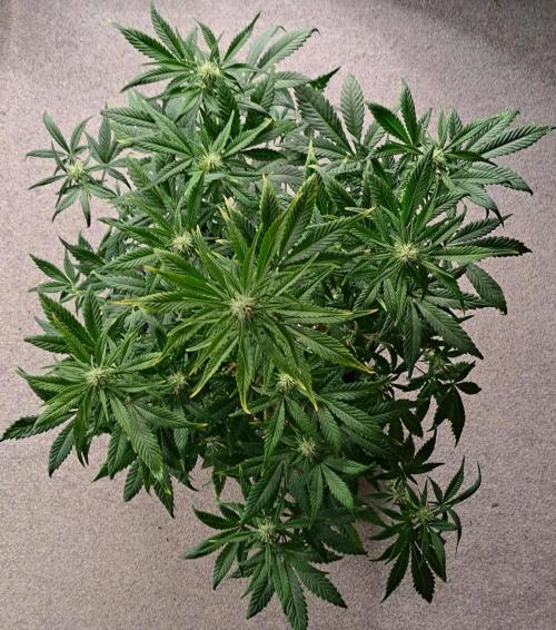 Beloved Zweetness. Week 7 - Day 49