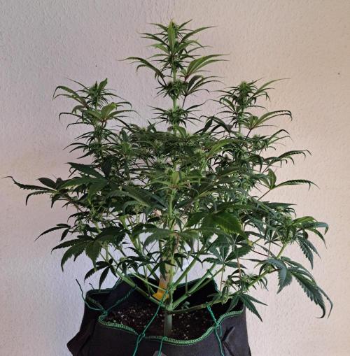 Beloved Zweetness. Week 7 - Day 49