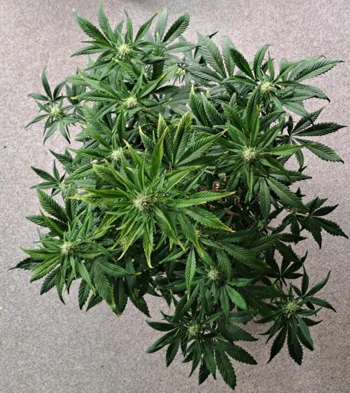 Beloved Zweetness. Week 8 - Day 50