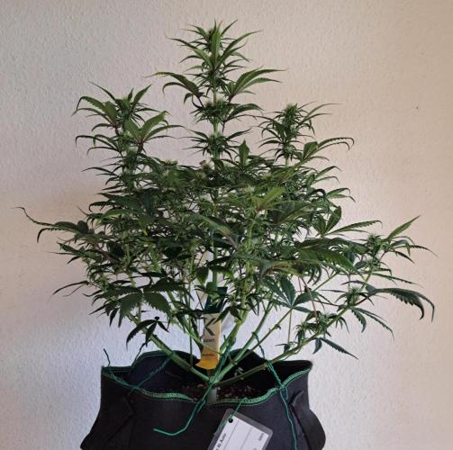 Beloved Zweetness. Week 8 - Day 50