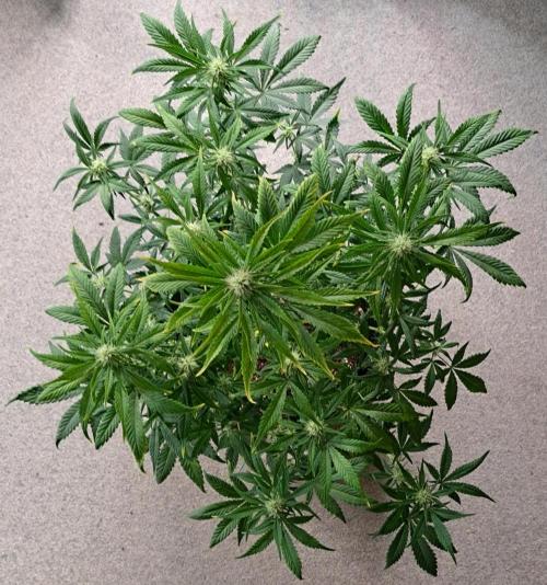 Beloved Zweetness. Week 8 - Day 51