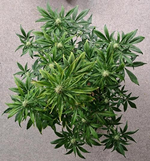 Beloved Zweetness. Week 8 - Day 52