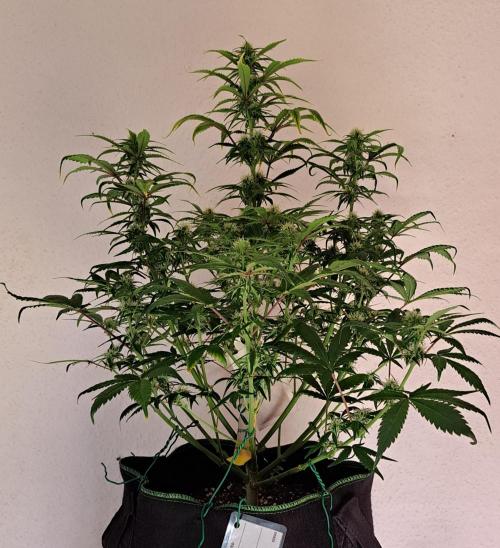 Beloved Zweetness. Week 8 - Day 52