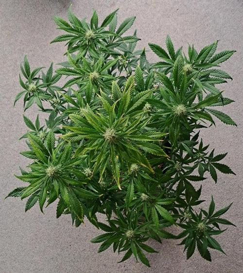 Beloved Zweetness. Week 8 - Day 53