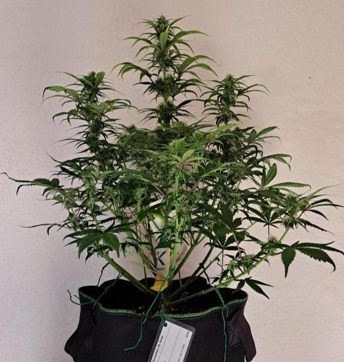 Beloved Zweetness. Week 8 - Day 53