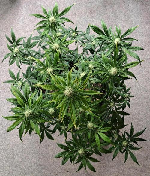 Beloved Zweetness. Week 8 - Day 54