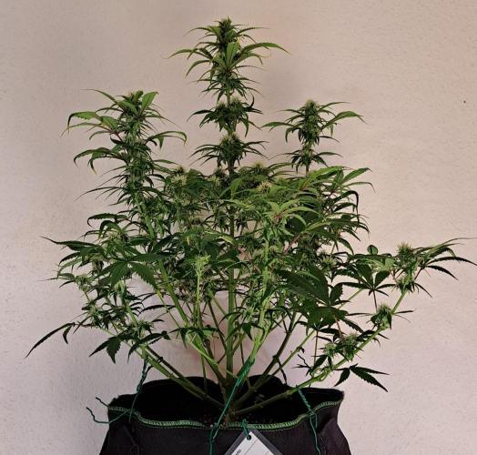 Beloved Zweetness. Week 8 - Day 54