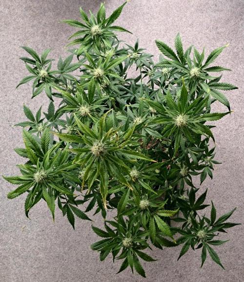 Beloved Zweetness. Week 8 - Day 55