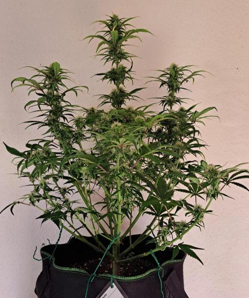 Beloved Zweetness. Week 8 - Day 55