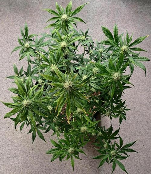 Beloved Zweetness. Week 8 - Day 56