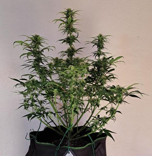 Beloved Zweetness. Week 8 - Day 56