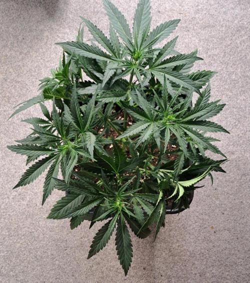 Bruce makes mimosas. Week 5 - Day 29