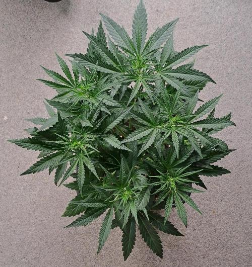 Bruce makes mimosas. Week 5 - Day 30