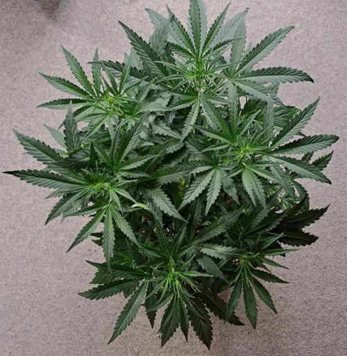 Bruce makes mimosas. Week 5 - Day 31