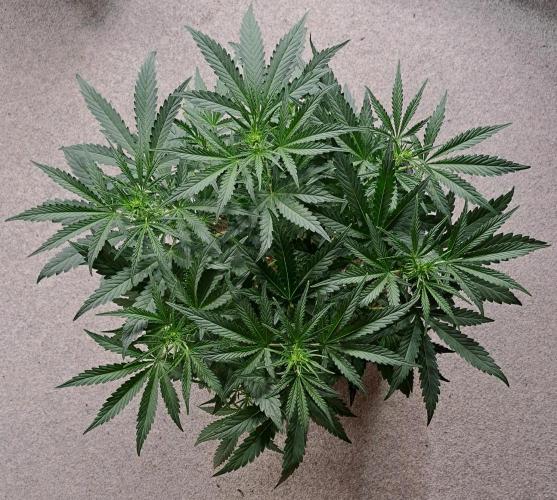 Bruce makes mimosas. Week 5 - Day 32