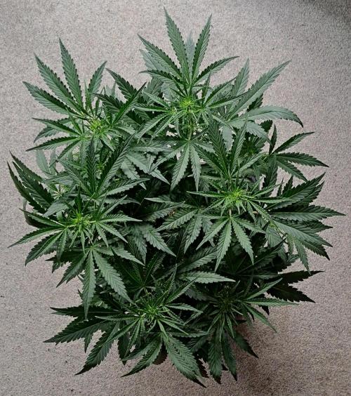 Bruce makes mimosas. Week 5 - Day 33