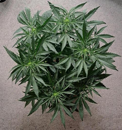 Bruce makes mimosas. Week 5 - Day 34